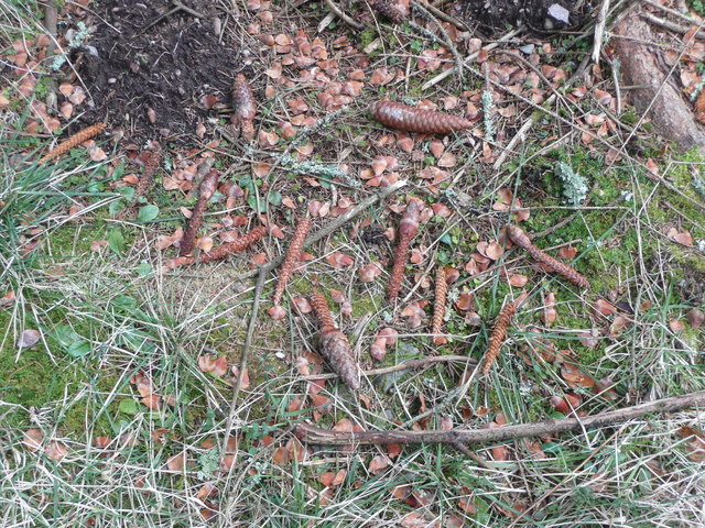 Squirrel feeding remains (Russel Wills)